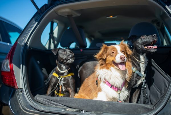 Cómo viajar con niños o mascotas en el coche