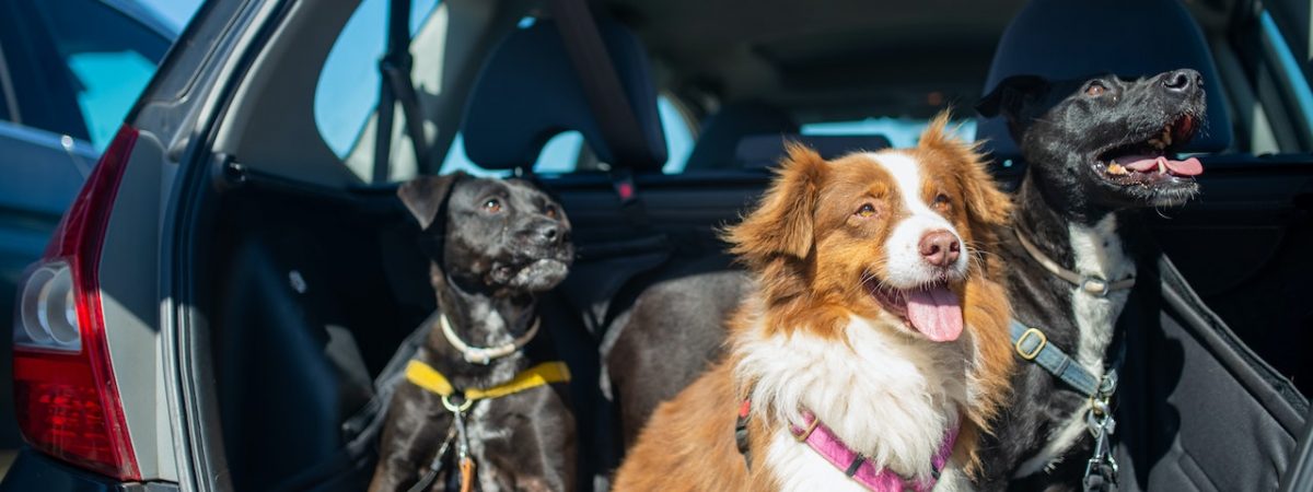 Cómo viajar con niños o mascotas en el coche